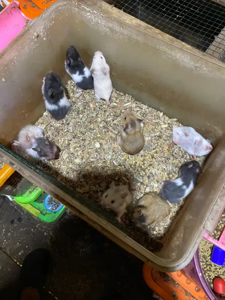 Hamster Syrian Alalak selatan