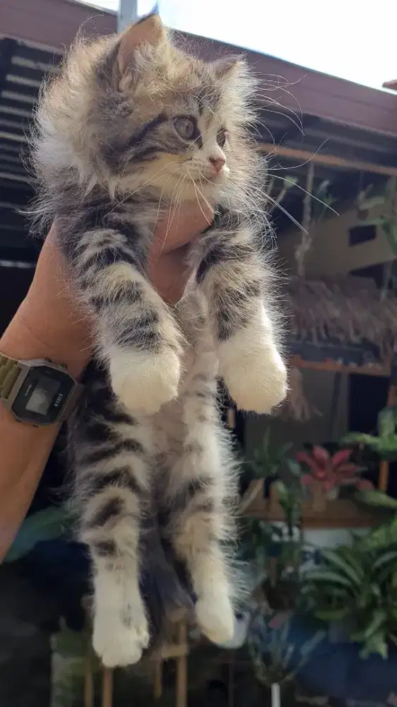 Anak Kucing Kitten Persia Betina Marble Murah Jogja