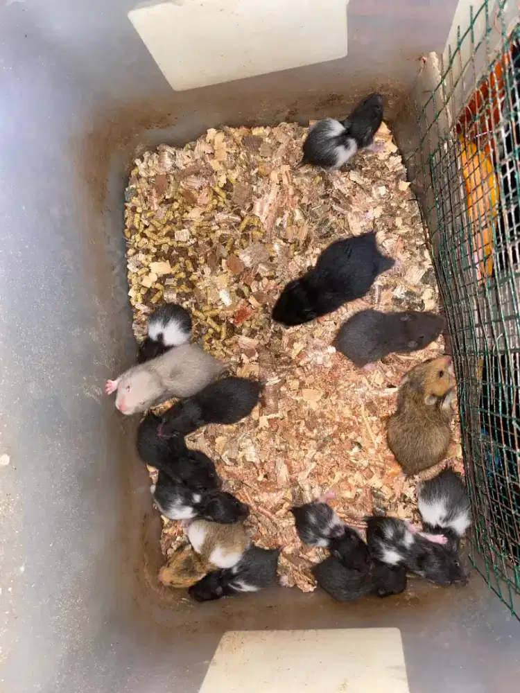 Hamster Syrian hitam dan panda