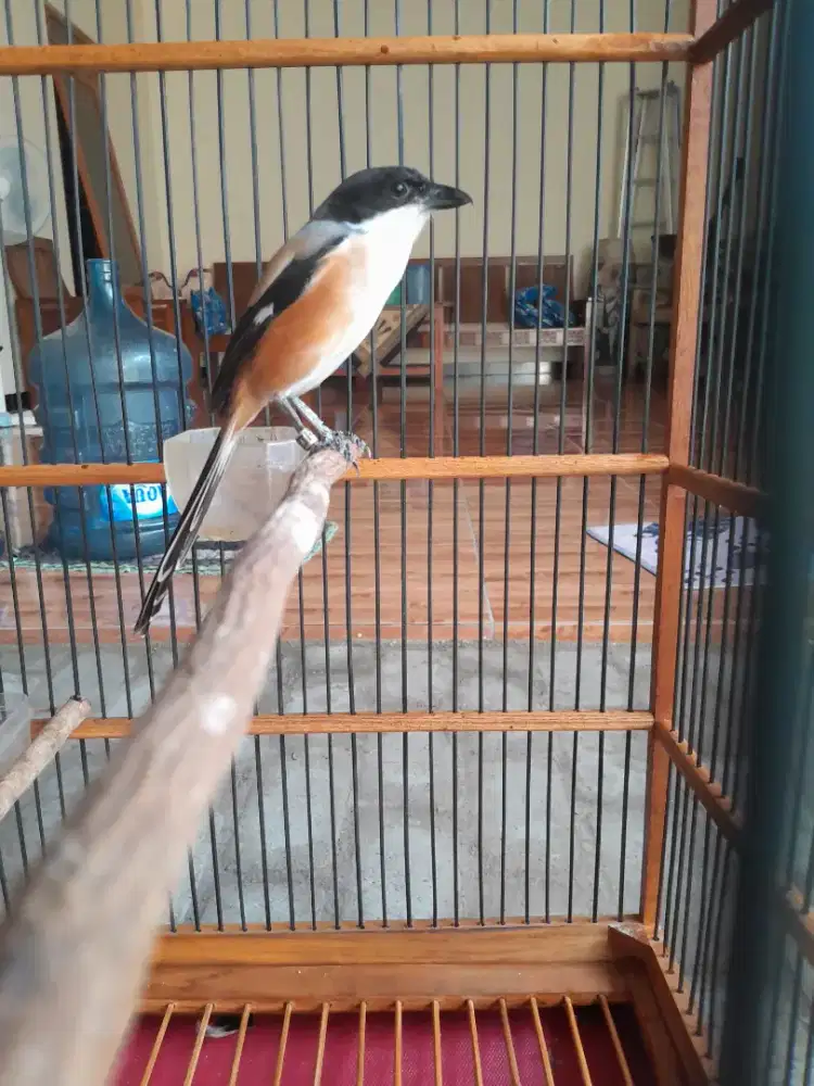 Cendet banyuwangi rajin bunyi