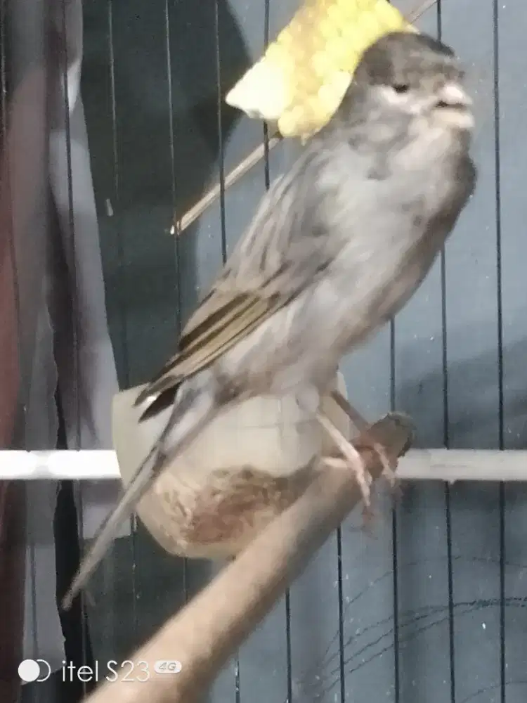 F1 Rasmi starblue gacor