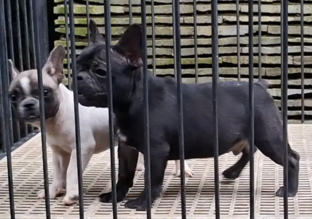 French Bulldog Jantan 6 bln Stambum Vaccine