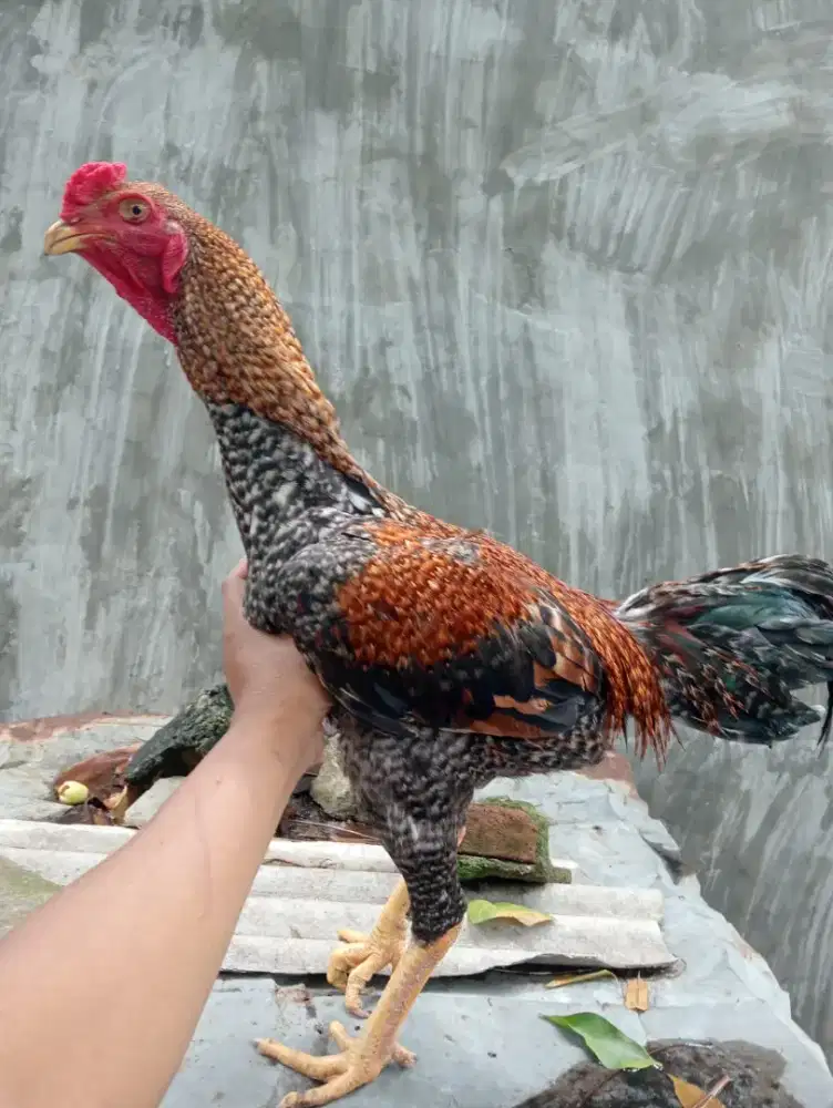 Ayam Bangkok warna jali/ kingking ukuran 5,5 bahu tulang kasar