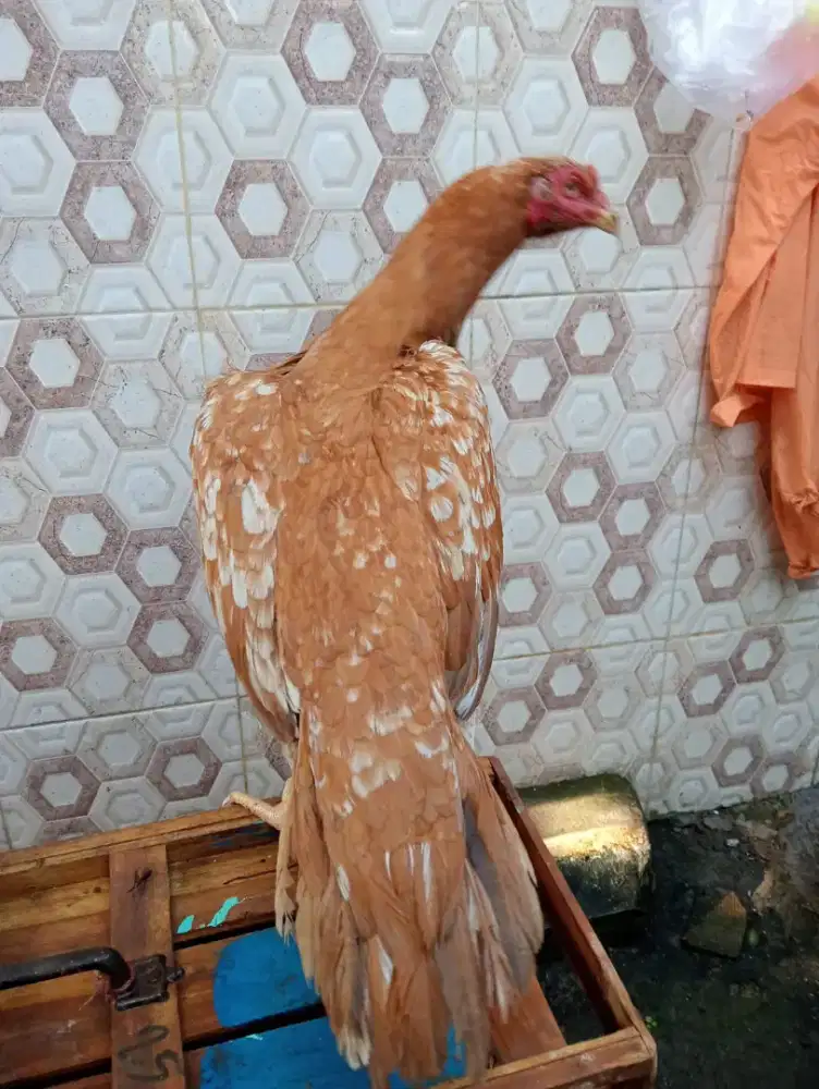 Ayam betina Bangkok ORI ekor semi lidi ukuran bsar
