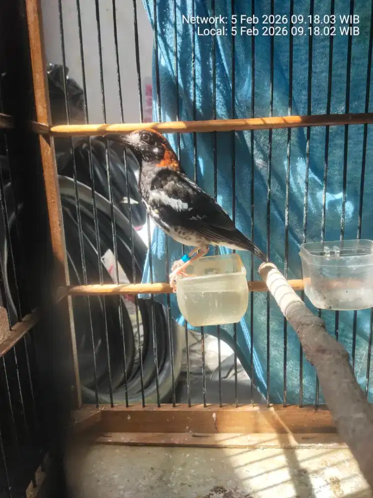 Burung anis kembang mulus fulset