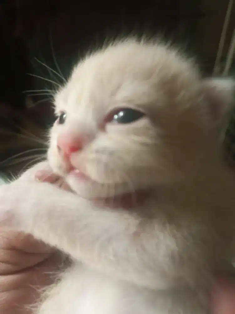 Sepaket kucing Scottish single fold indukan beserta anaknya 3 ekor