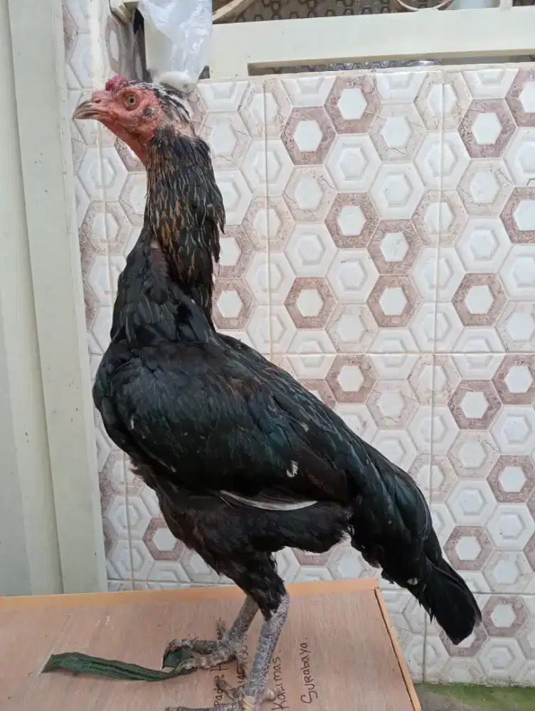 Ayam Bangkok klasik main kontrol ada brakotnya