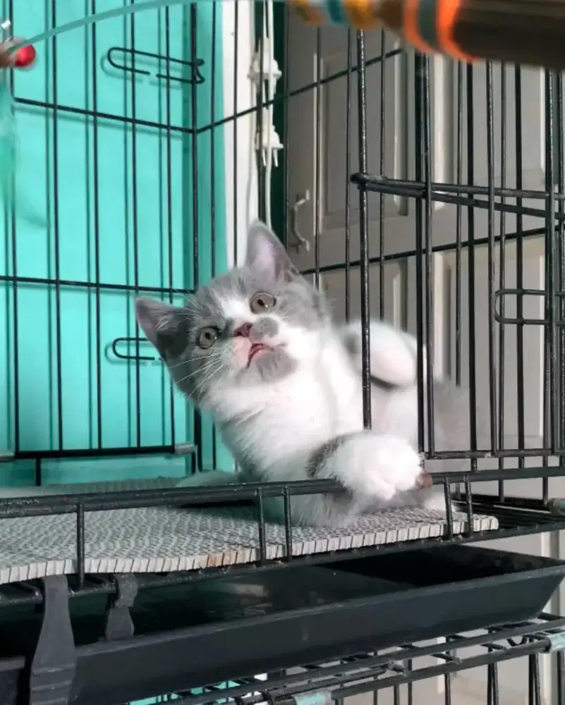 BSH BRITISH SHORTHAIR BICOLOR