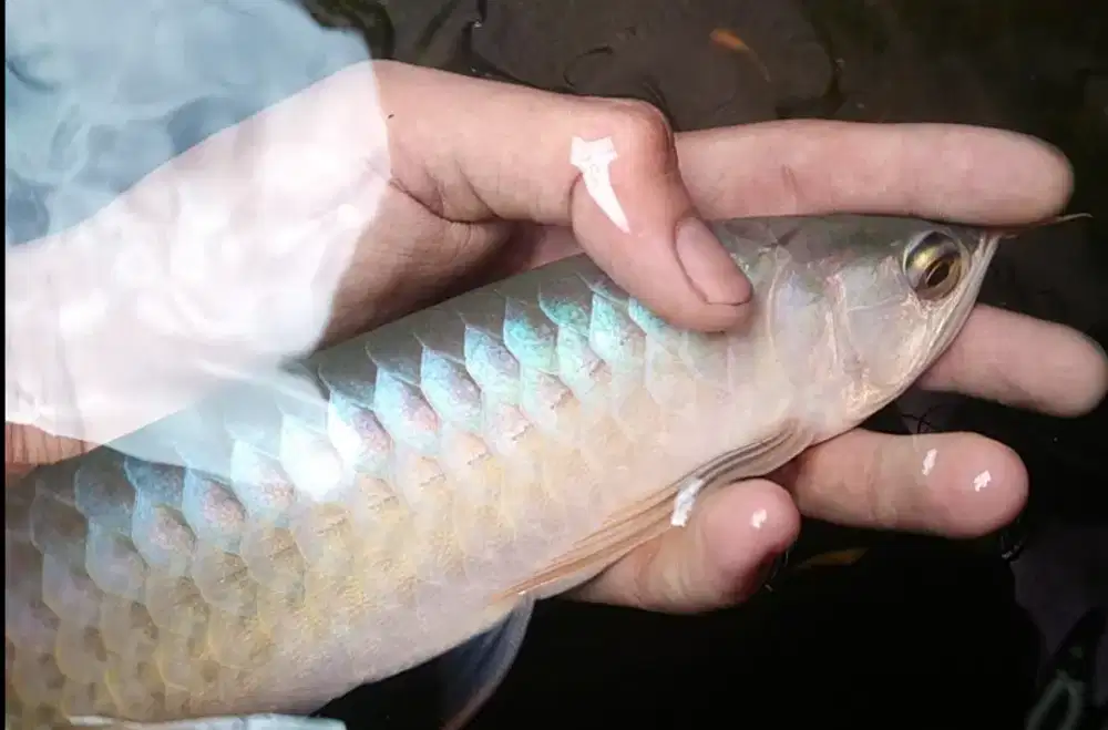 Arowana Super Red Blue Base 25cm up