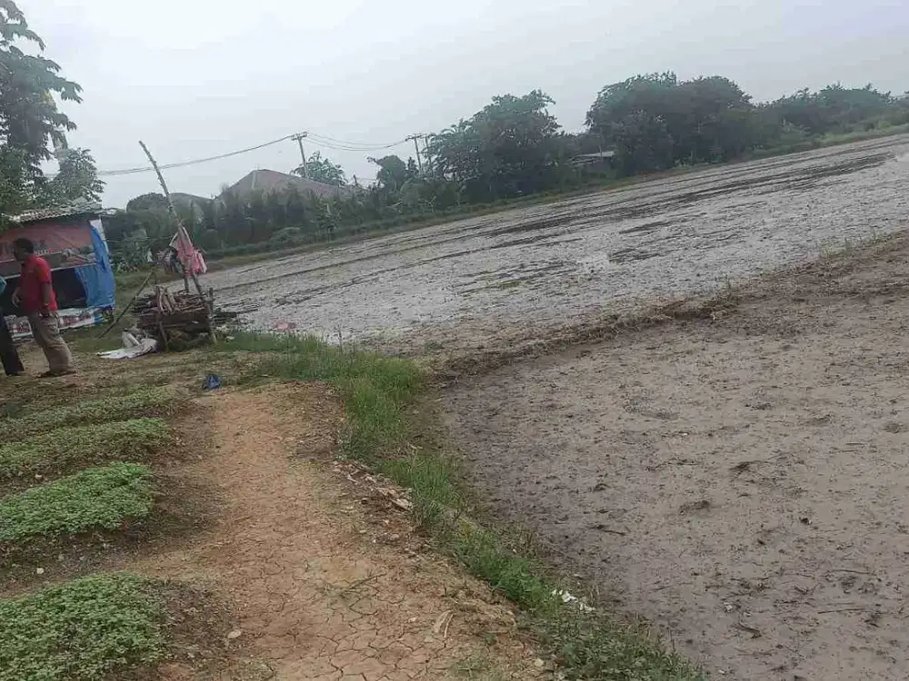 dijual tanah sawah luas 17.450 meter lokasi di sukaasih cikarang