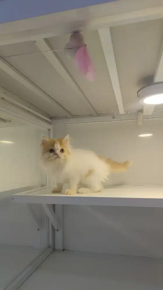 Kucing flatnose Persia betina lucu