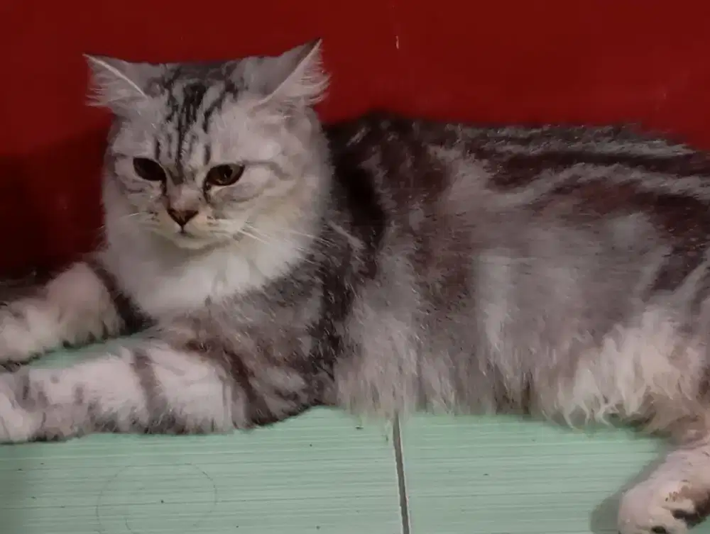 Kucing Persia Betina