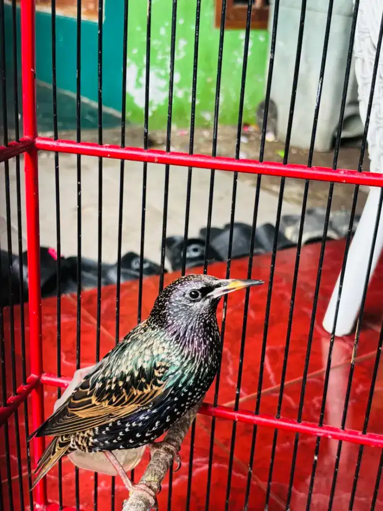 Jalak Eropa Bunyi Rajin