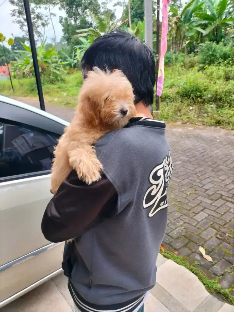 ANJING POODLE JANTAN