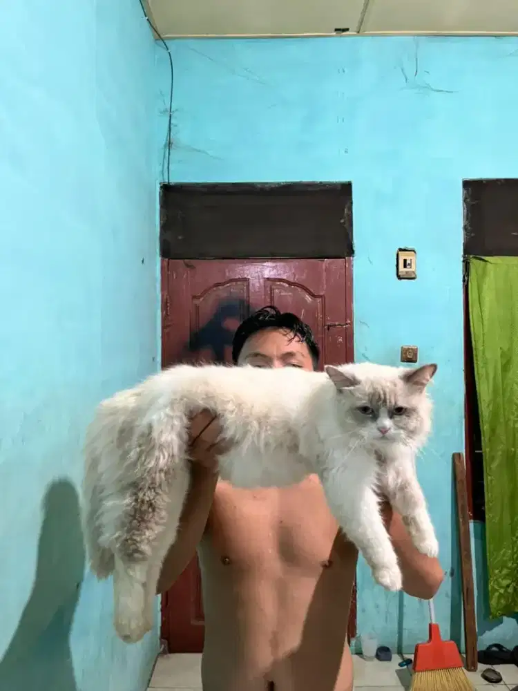 RAGDOLL SIMETRIS JANTAN