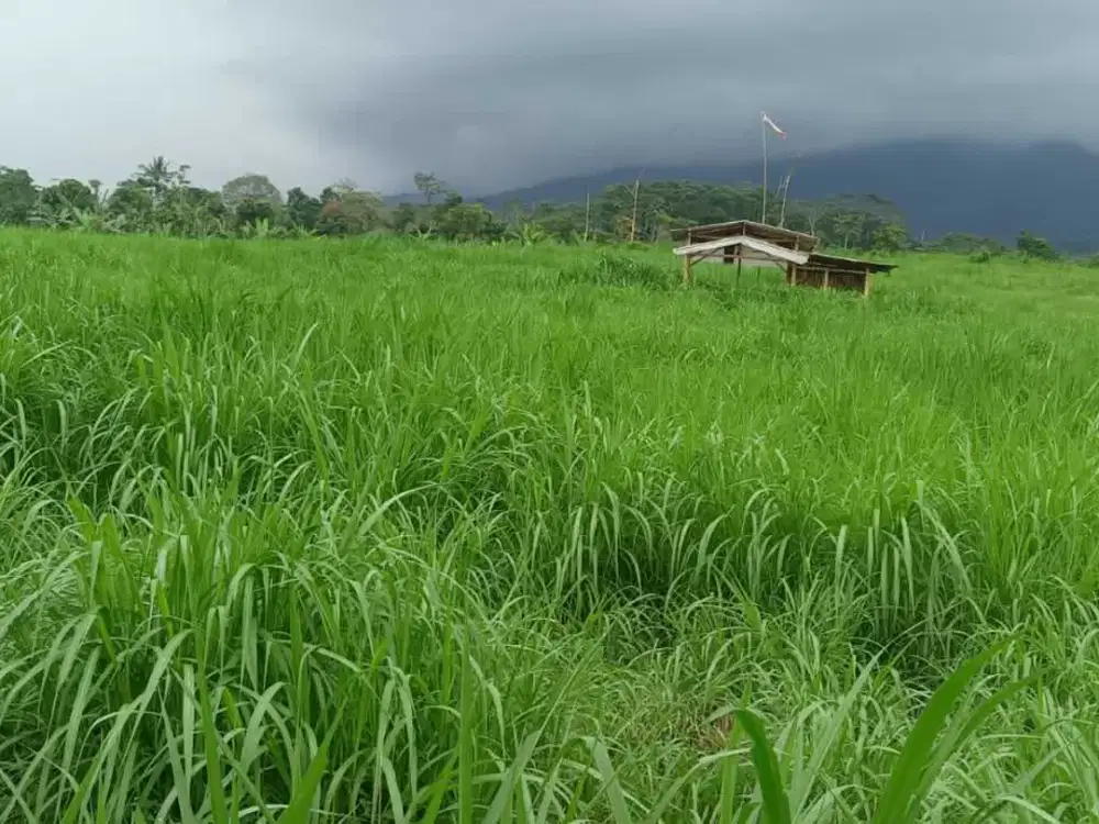 di jual tanah kebun view gunung di Cicurug sukabumi