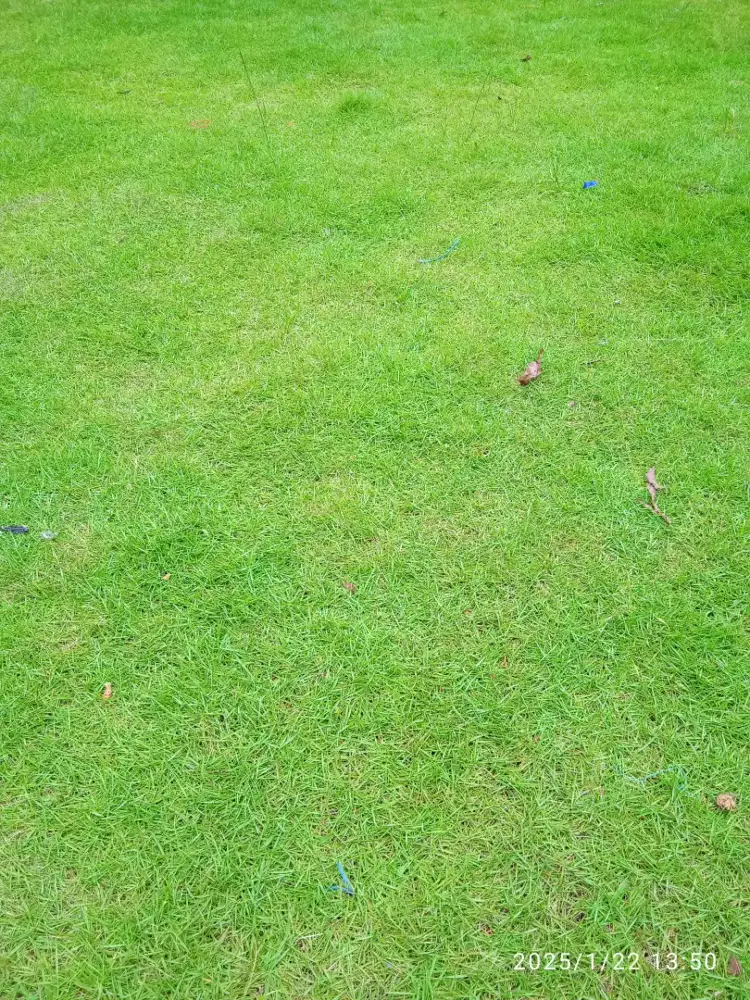 Jual rumput Jepang buat taman