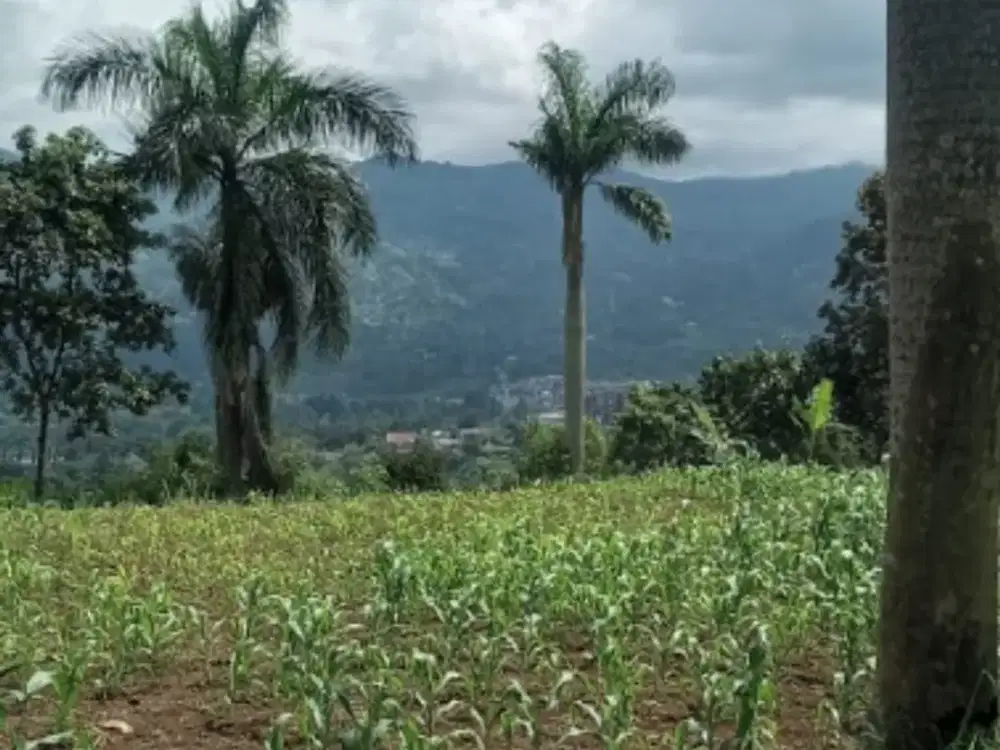 di jual lahan kebun datar view gunung di puncak cisarua