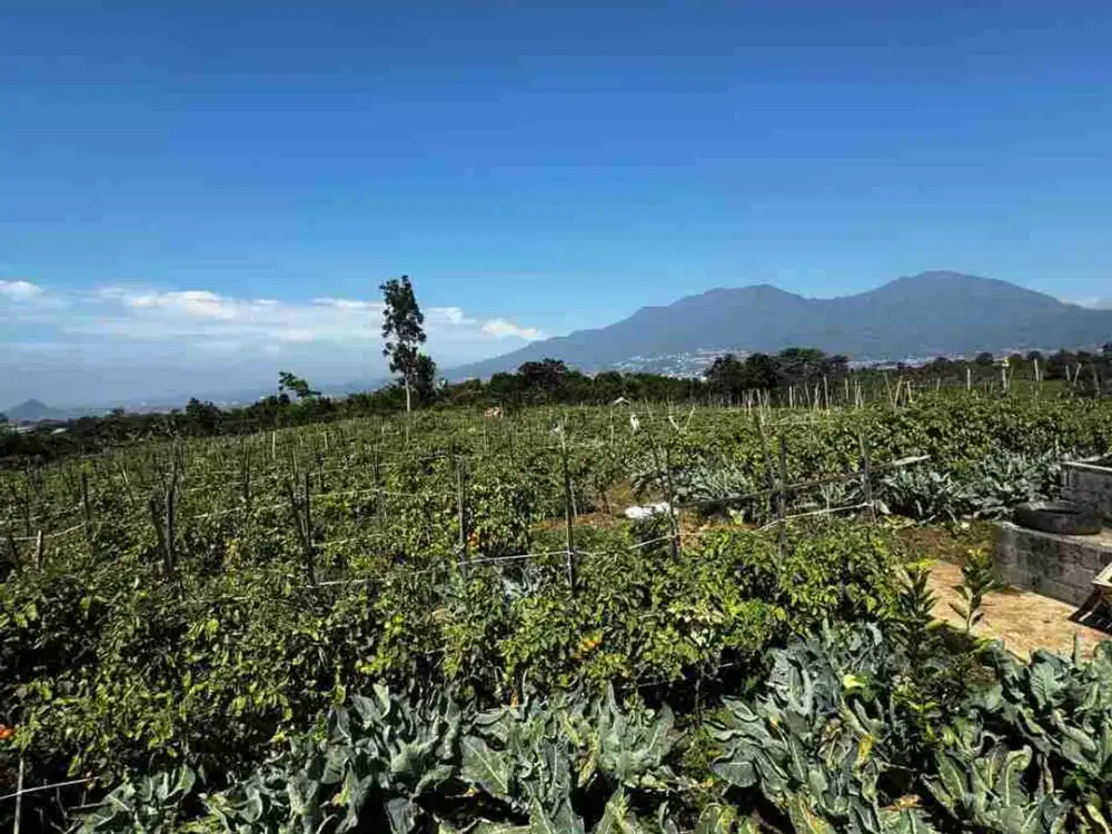 KEBUN MURAH 250 RIBU / METER  BUMIAJI KOTA BATU