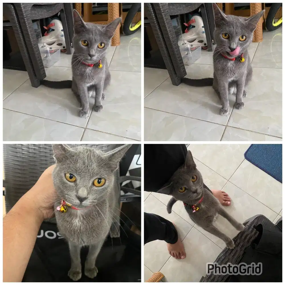 British short hair non ped (betina)