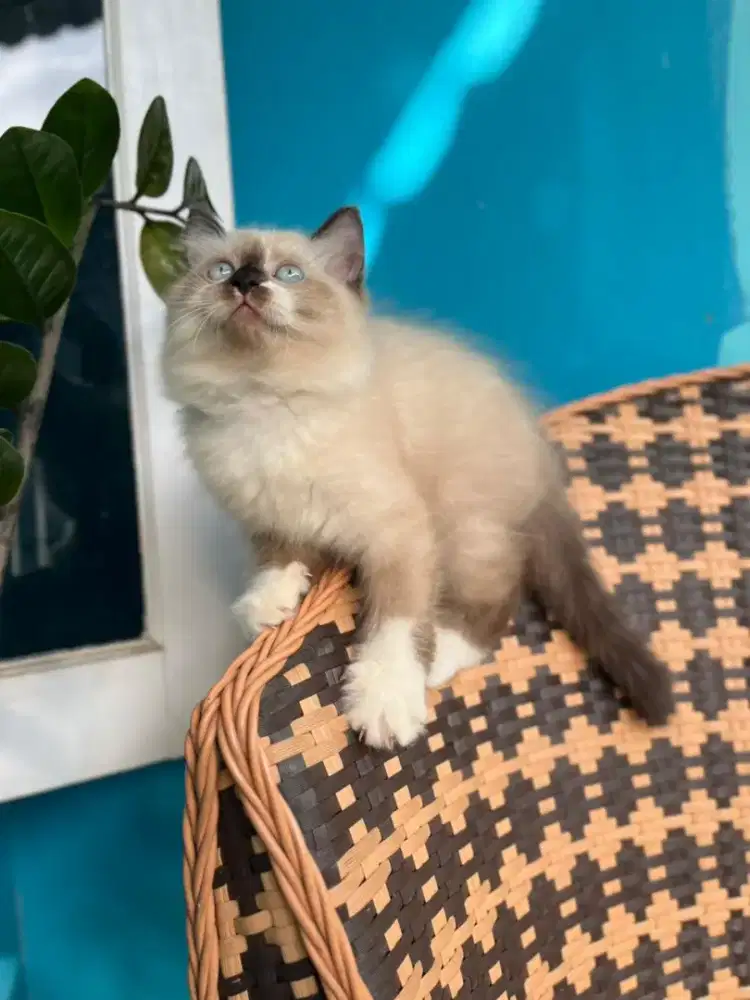 Kucing kitten ragdoll betina