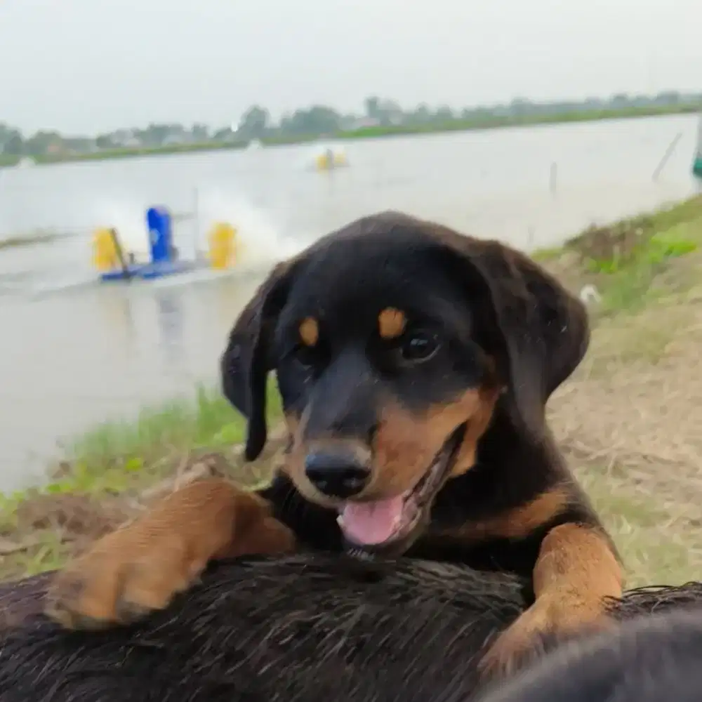 Anak Rottweiler