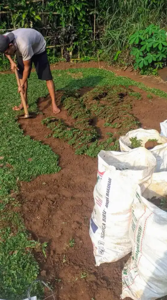 Jual rumput taman gajah mini