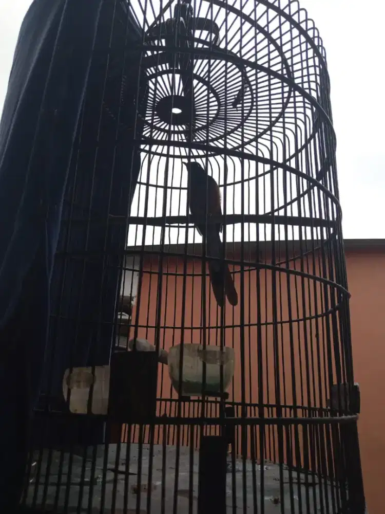 Satuan atau borongan Burung kicau murai, ijo, pentet