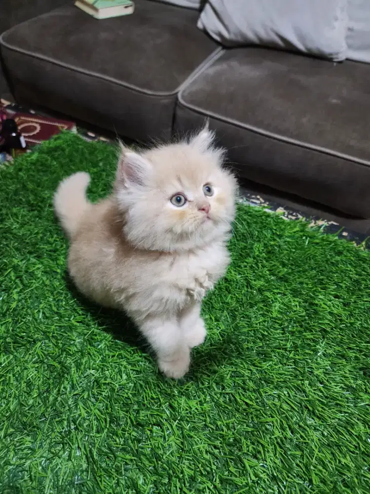 kucing persia kitten