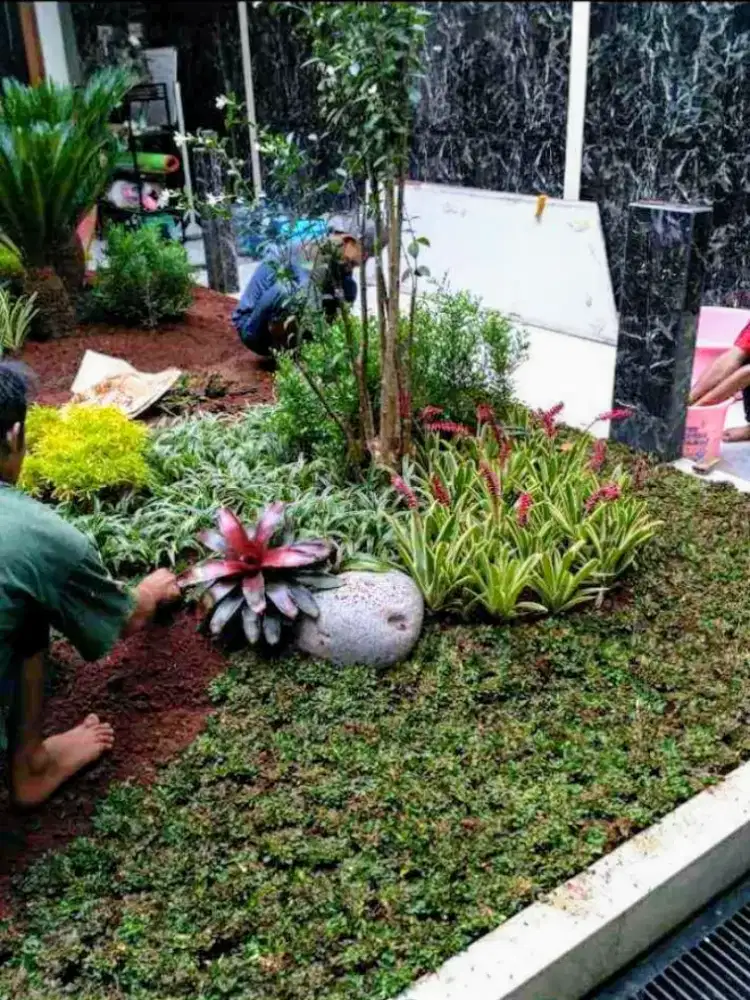 Jual rumput taman gajah mini