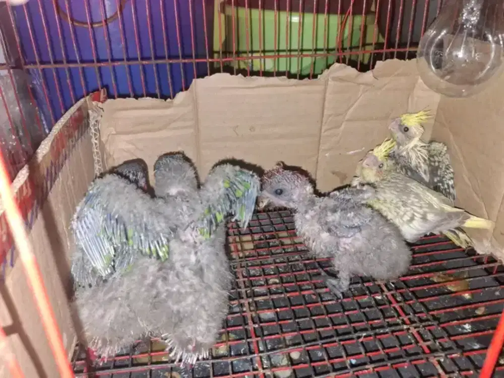 Lolohan paltem/redl0ry/falk