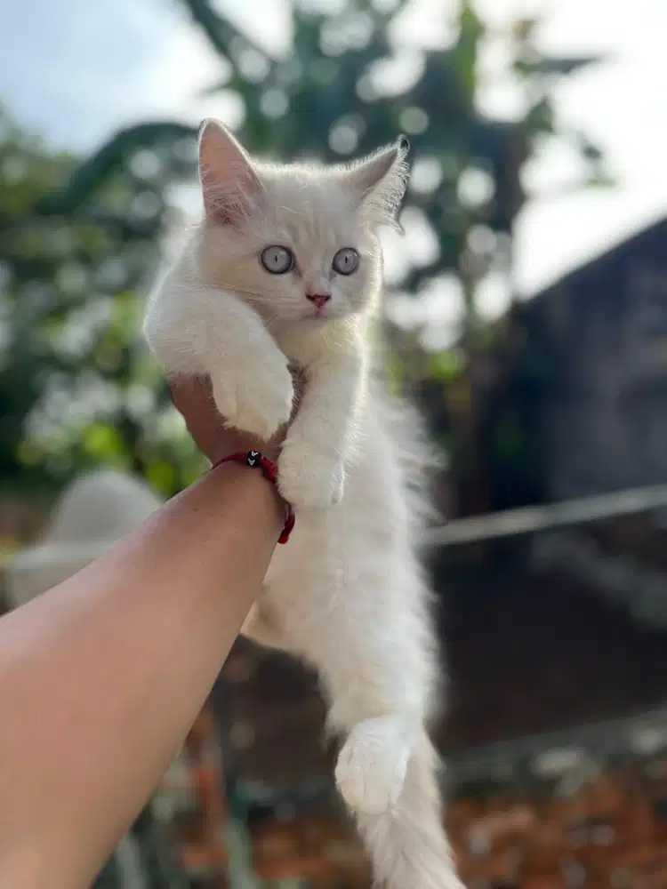 Kucing kitten persia putih