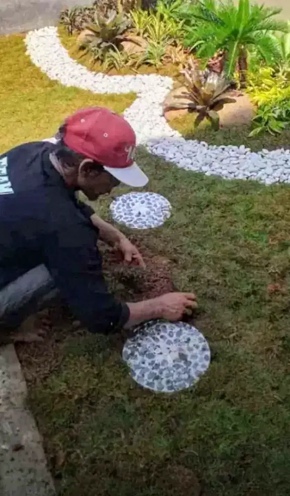 Jual rumput jepang