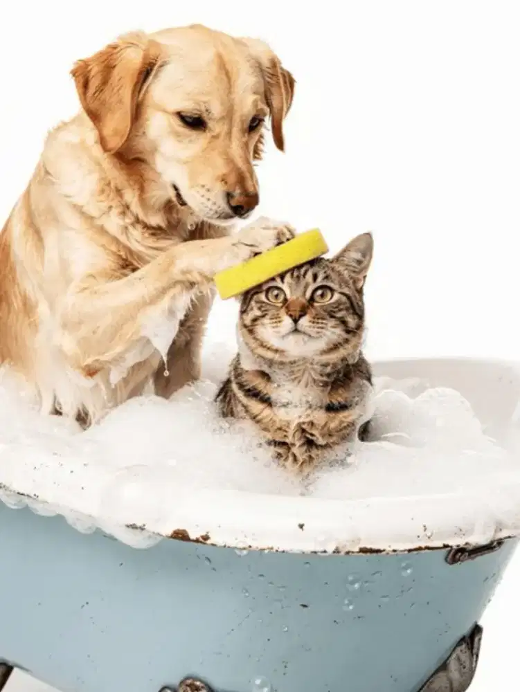 Grooming anjing&kucing panggilan terbaik