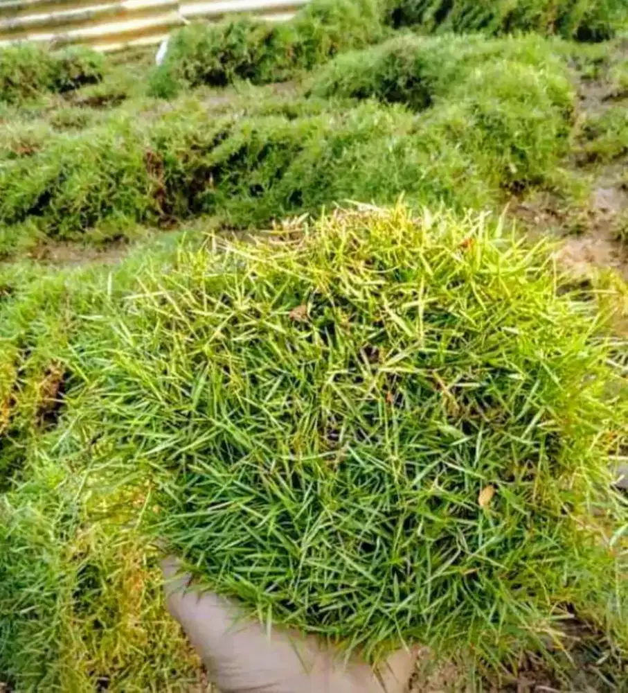 Jual rumput jepang