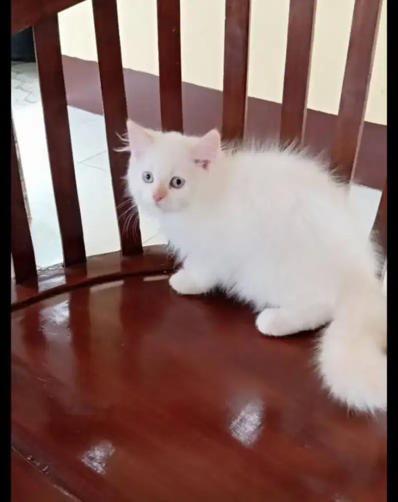 Persia usia 2,5 bulan