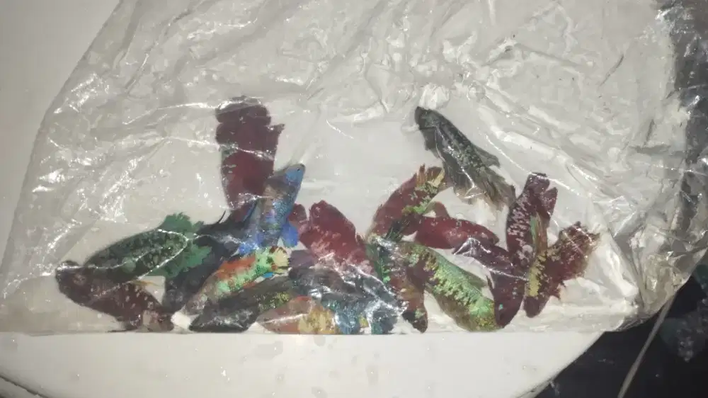 ikan cupang indukan 18 ekor f/m