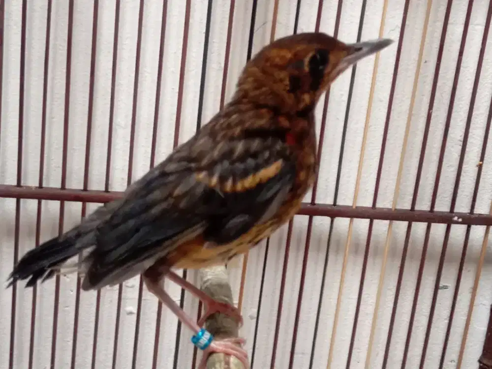 Anis merah ring jamin jantan