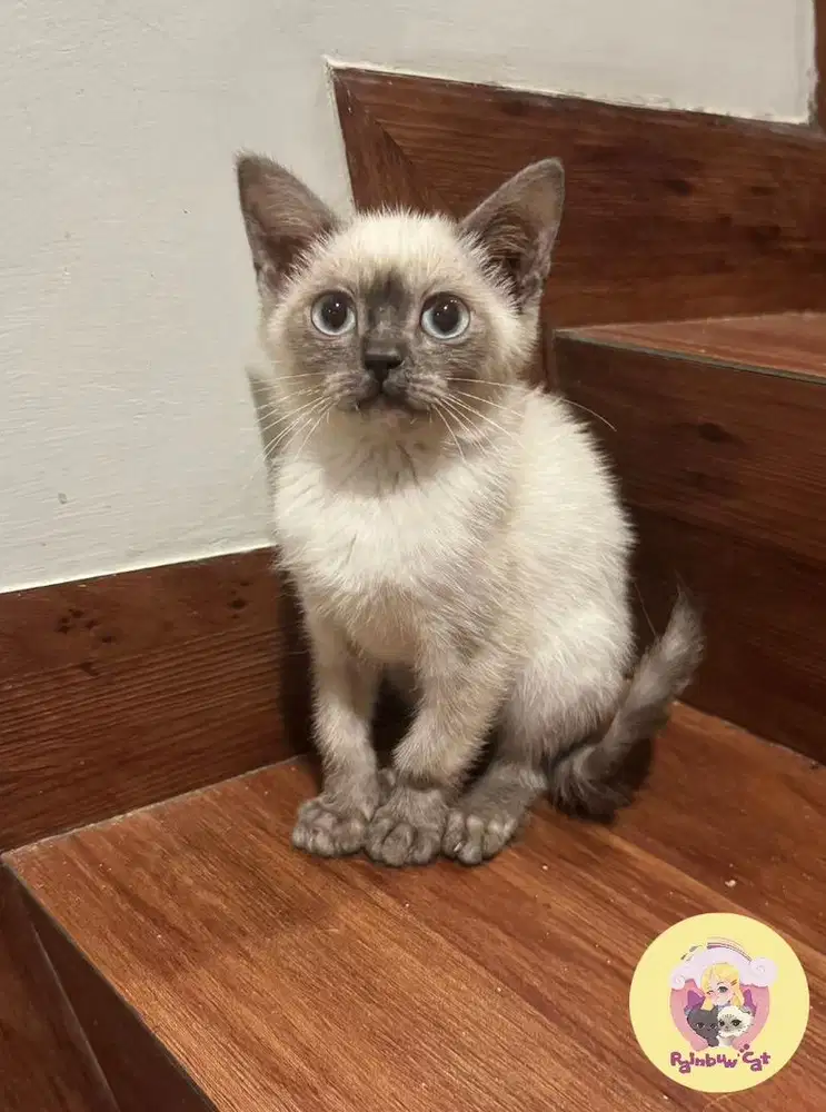 Kucing Kitten Tonkinese Jantan /Betina