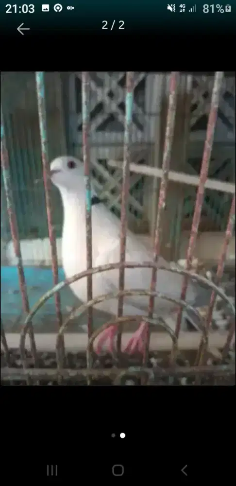 Di jual murah 2 burung puter nuktok