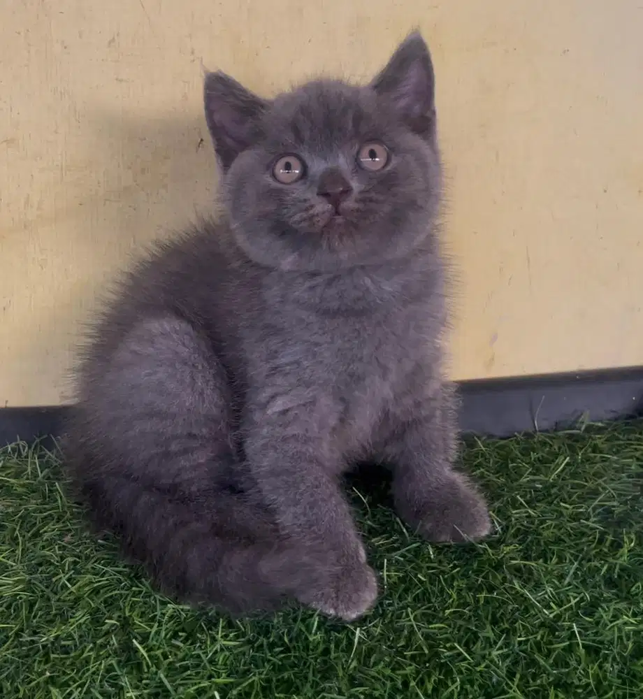 Kucing ras bsh no mix persia ya