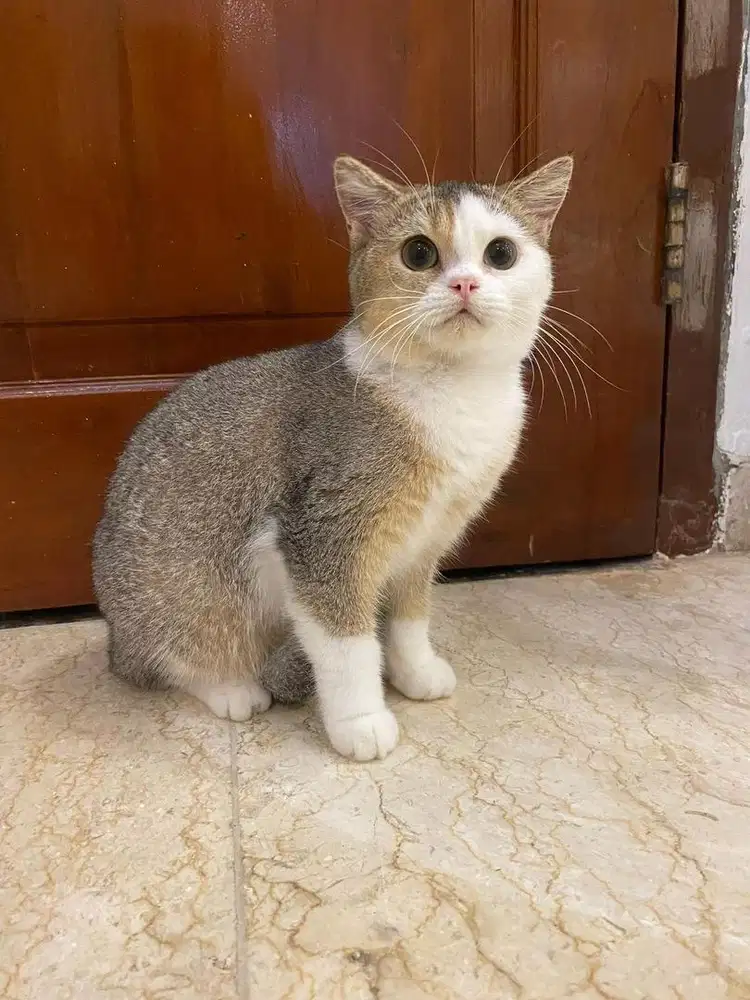 British shorthair bsh