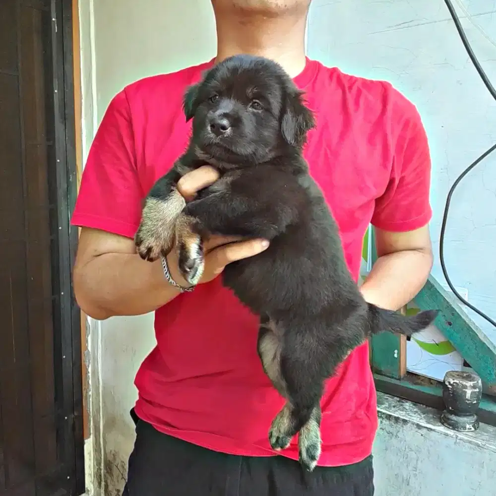 Anak anjing ras besar
