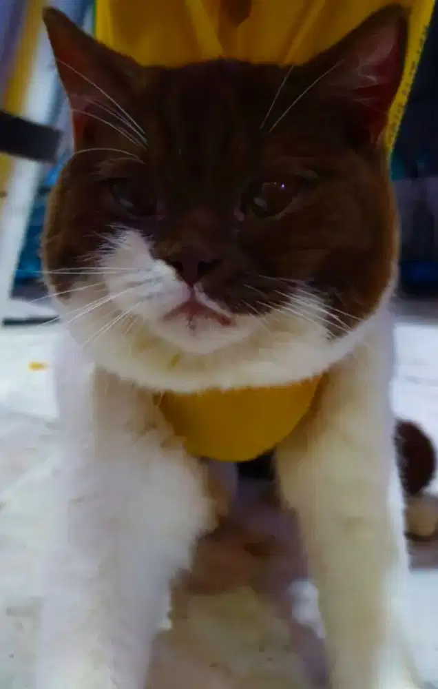 Kucing british shorthair bsh british short hair