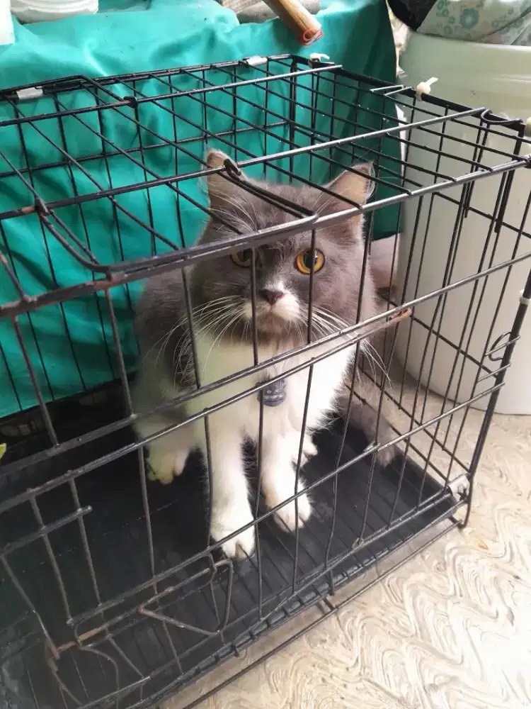 Jual cepat lanjut rawat