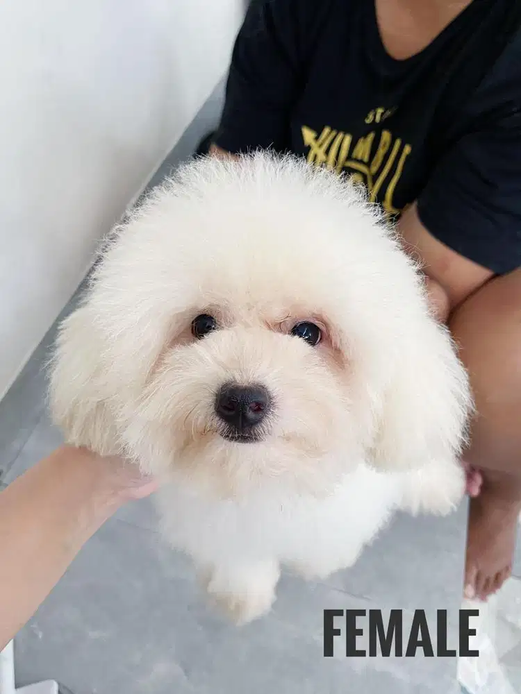 Poodle female murah