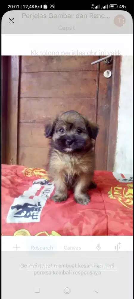 Shintzhu mix maltis jantan