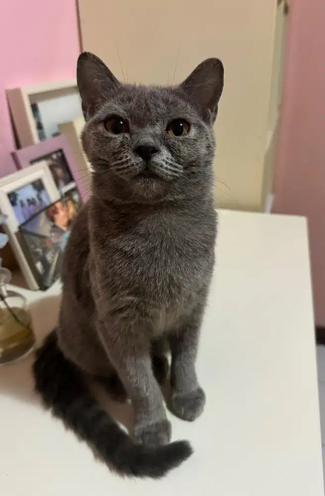 Kitten British Short Hair