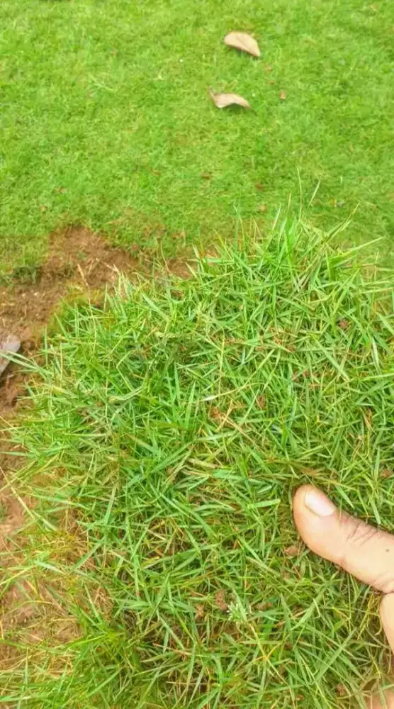 Jual rumput gajah mini dan rumput jepang