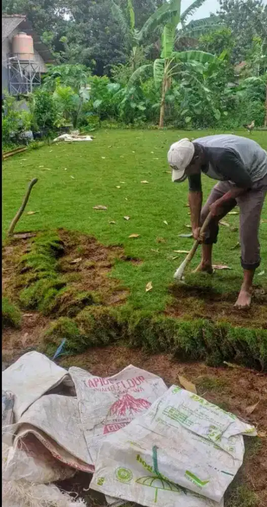 Jual rumput gajah mini